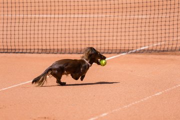 Bild 71 - RL TC an der Schirnau - SV Zehlendorfer Wespen : Ergebnis: 9:0